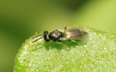 Femela adulta a pradatorului natural Necremnus tutae 