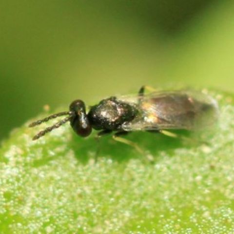 Metode de combatere biologica a Tutei Absoluta