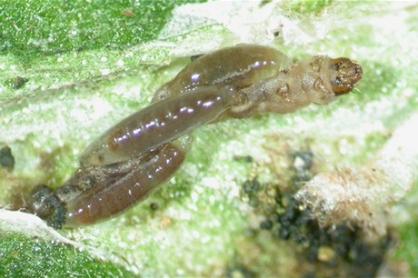 Larva moarta de Tuta Absoluta, incet mancata de 3 larve a daunatorului Necremnus tutae 