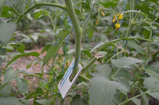 Controlul biologic cu Trichogramma achaeae in cultura de tomate