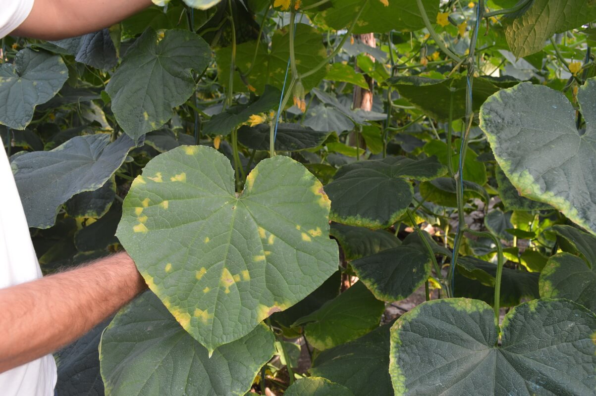 Mana castravetilor - Pseudoperonospora cubensis