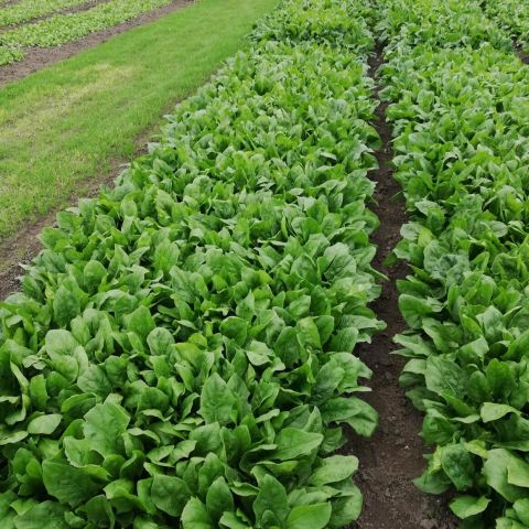 Cultura de spanac. Tehnologia de cultivare in solar si camp