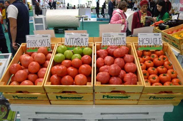 Hibrizi de tomate roz expusi la standul Marcoser