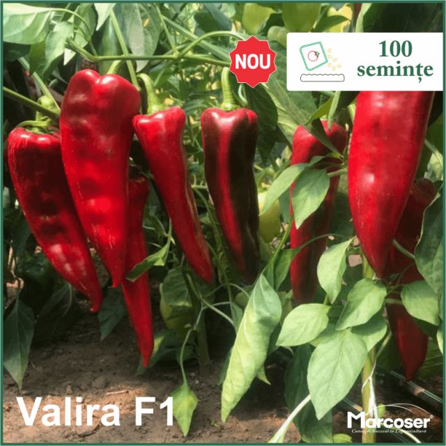 Valira F1 la ambalaj de 100 de seminte