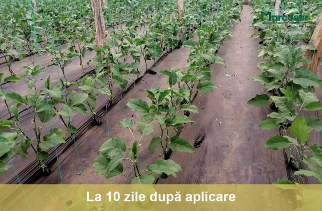 La 10 zile dupa aplicare Beltanol la vinete