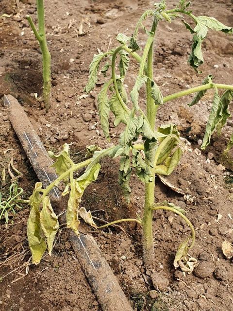 Planta de tomate atacata de fuzarioza