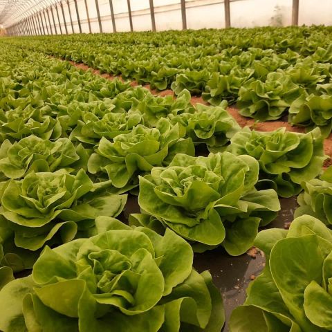 Lucrarile pe care le efectuam in legumicultura in luna septembrie