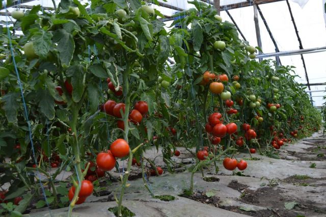 Seminte de tomate pentru ciclul I