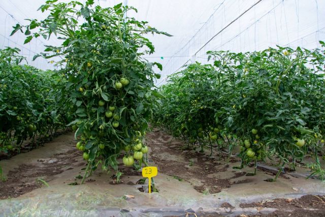 Hibrizi Tomate la Ferma Marcoser 