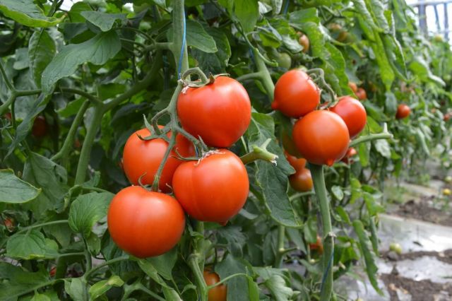 Tomate Melanet F1