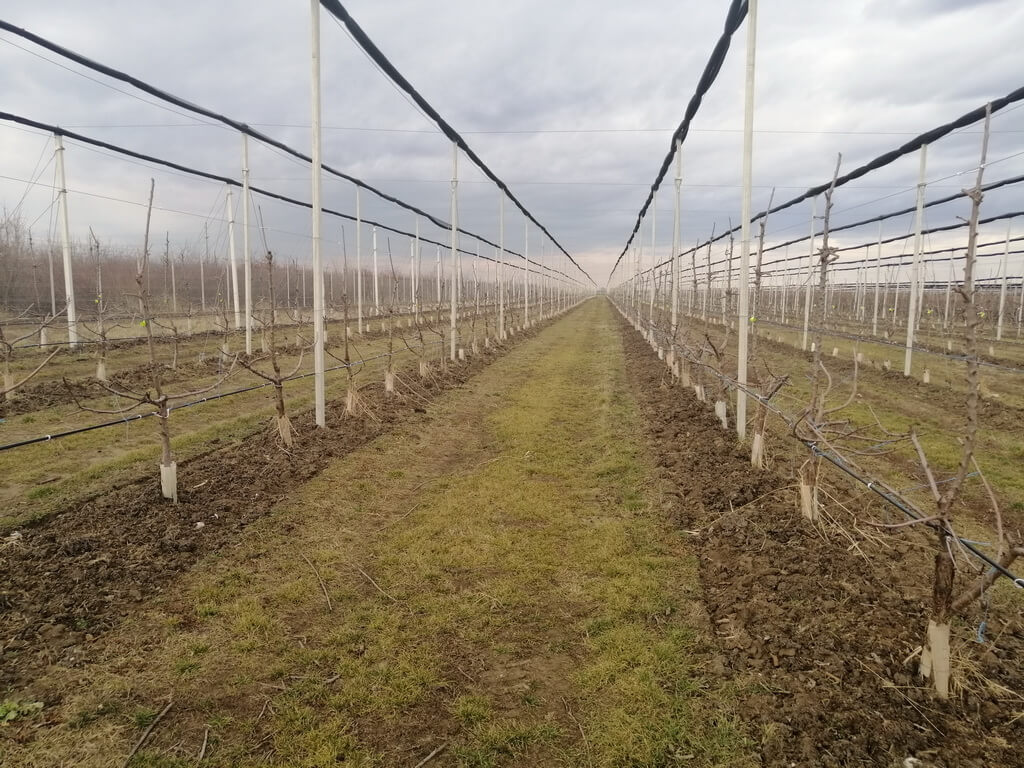 Livezile de pomi fructiferi in lunile de iarna