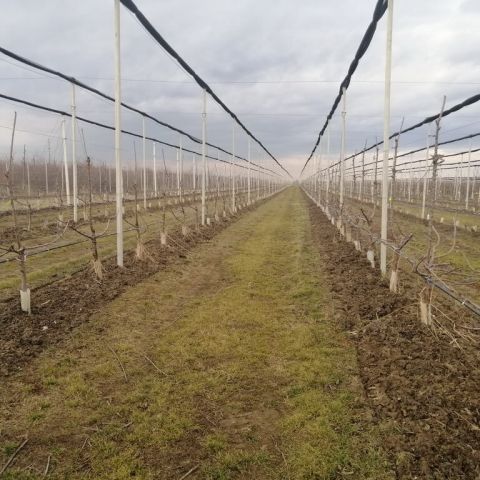 Livezile de pomi fructiferi in lunile de iarna