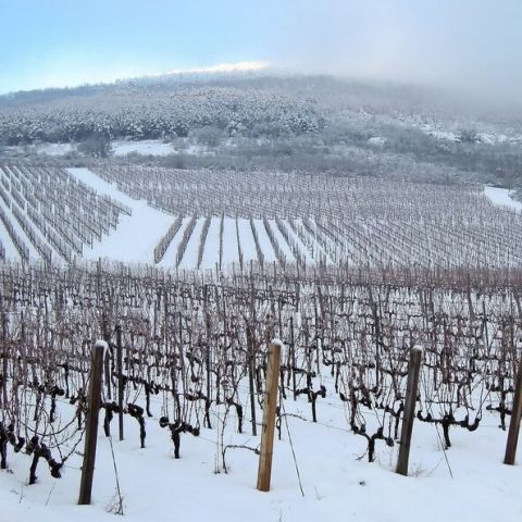 Cultura de vita de vie in lunile de iarna