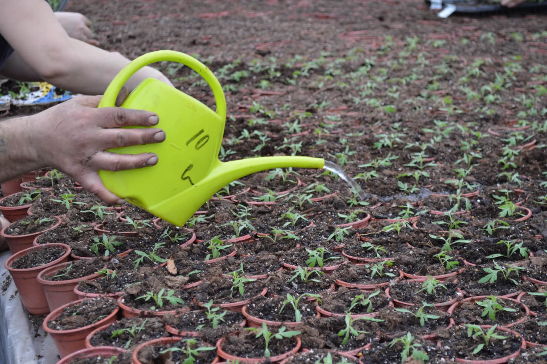 Lucrarile lunii februarie in legumicultura