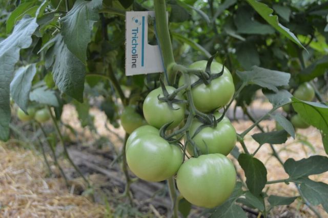 Tricholine in cultura de tomate