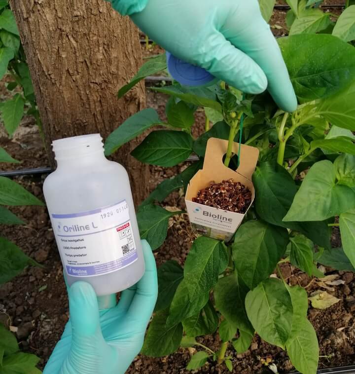 Controlul biologic al daunatorilor - Viitorul legumiculturii romanesti