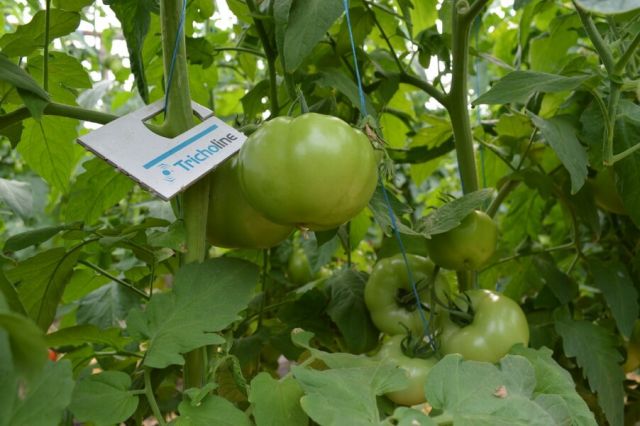 Viespea parazita in cultura de tomate