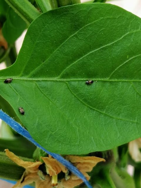 Insecte benefice in cultura