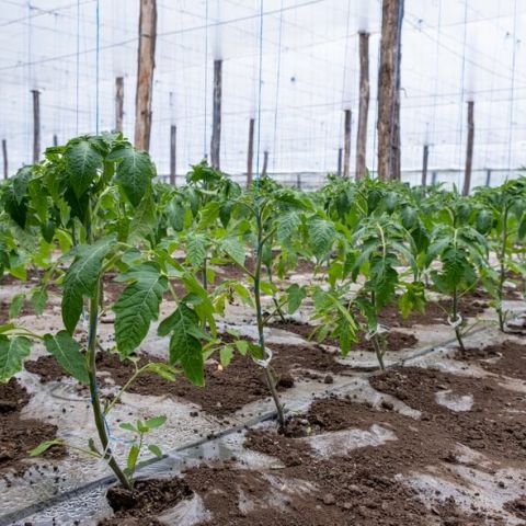 Lucrarile efectuate in legumicultura in luna aprilie