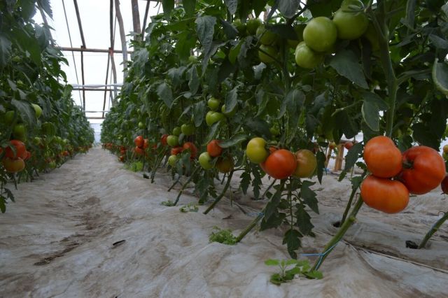 Cultura de tomate nedefoliata