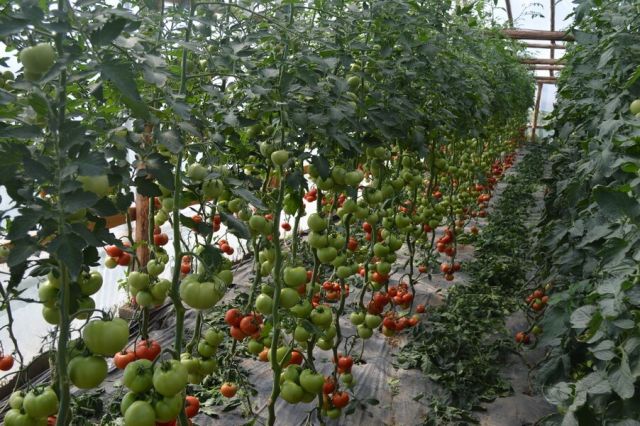 Cultura de tomate defoliata