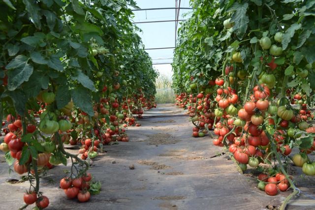 Cultura de tomate in solar