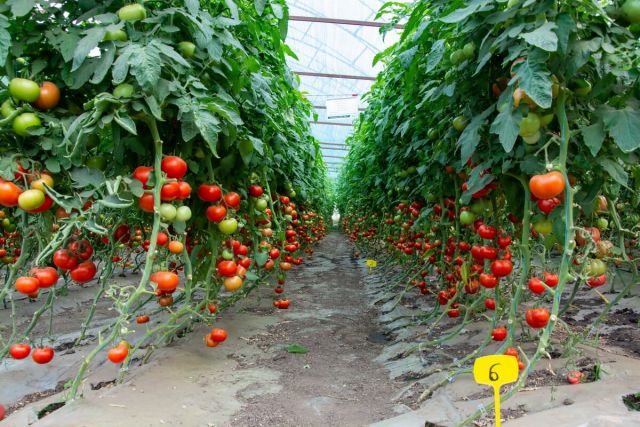 Cultura de tomate in solar pe ciclul doi