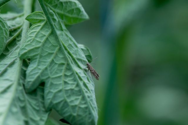 Tuta Absoluta in cultura de tomate