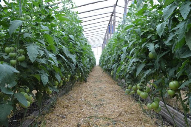 Cultura de tomate in solar