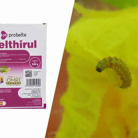 Belthirul – insecticidul natural pentru combaterea omizilor