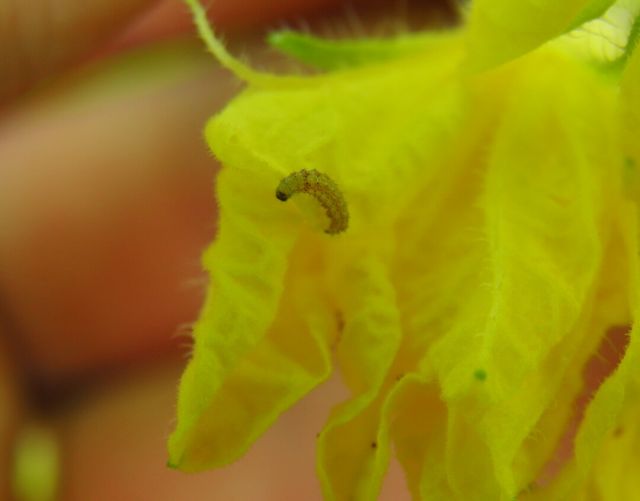 Larva molie defoliatoare