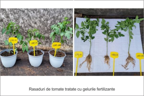 Rasaduri de tomate tratate cu gelurile fertilizante