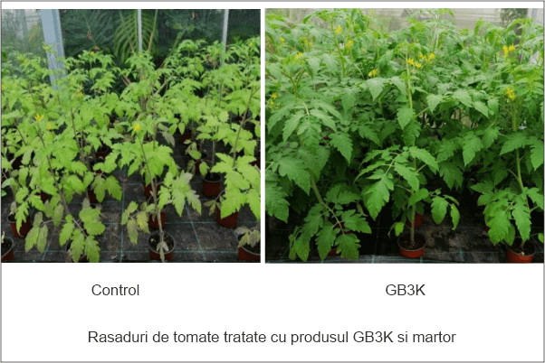 Rasaduri de tomate tratate cu produsul GB3K si martor