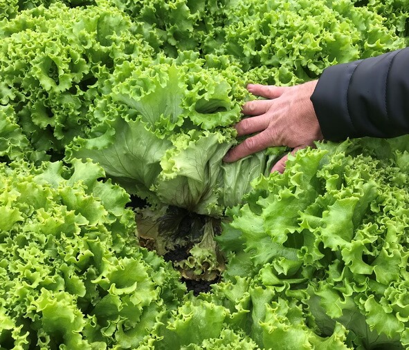 Putregaiul cenusiu la salata