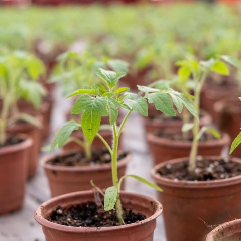 Schema de fertilizare pentru rasaduri