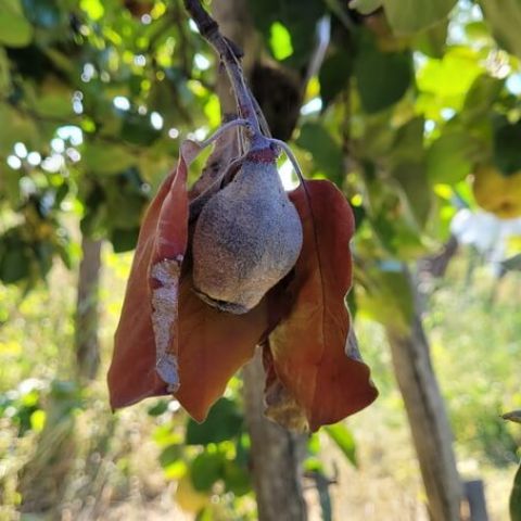 Focul bacterian la pomii fructiferi