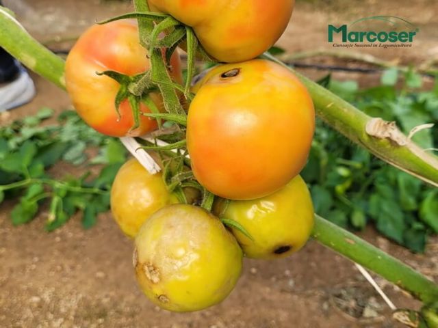 Virusul fructelor rugoase brune al tomatelor
