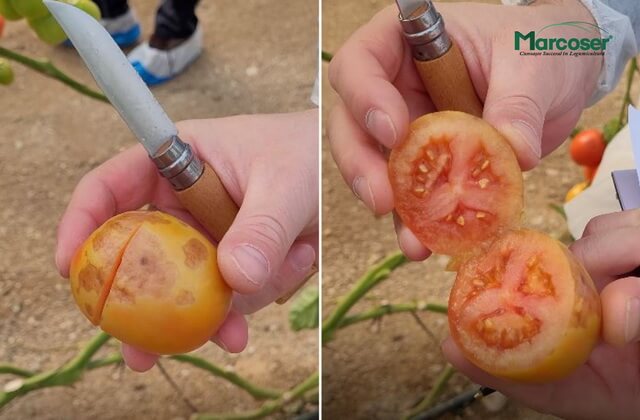 Tobrfv la fructele de tomate