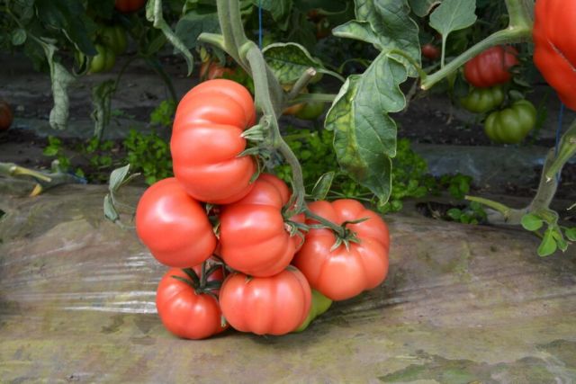 Hibridul de tomate HB101153 F1