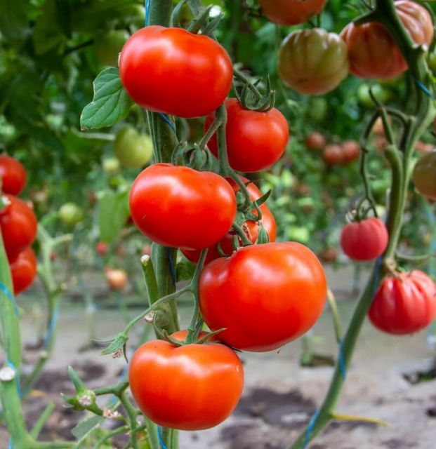 Hibridul de tomate Ciciu F1