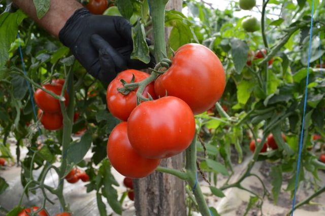 Hibridul de tomate Devonet F1