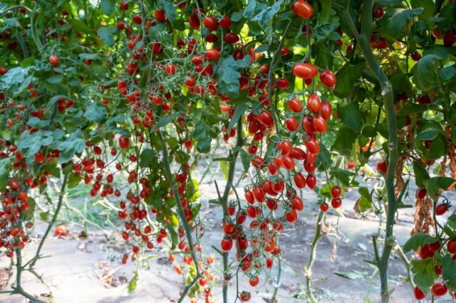 Cultivarea tomatelor cherry