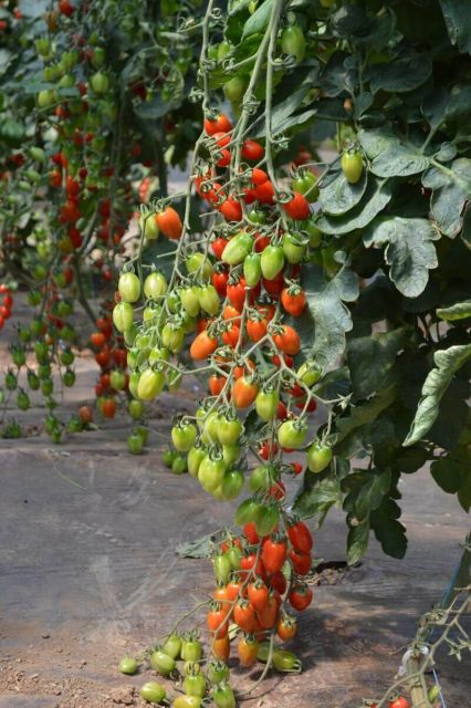 Tomate Cherry Ferdinand F1