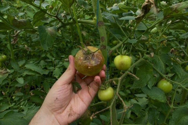 Bolile tomatelor - Mana tomatelor