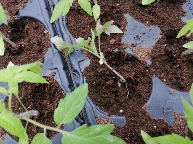 Bolile tomatelor - Caderea plantutelor