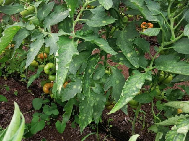 Bolie tomatelor - Patarea cafenie la tomate