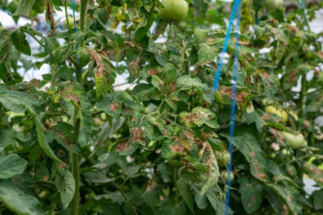 Bolie tomatelor -Alternarioza la tomate