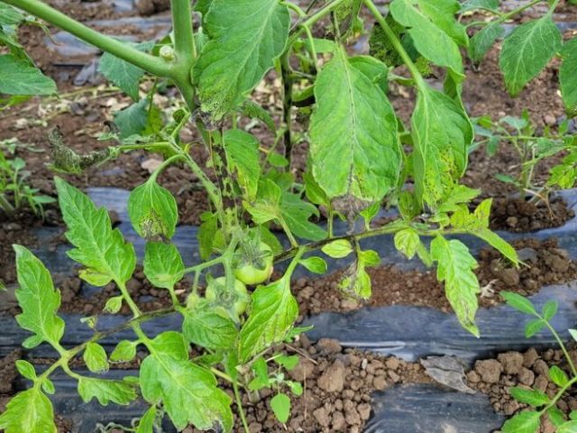 Patarea pustulara a tomatelor