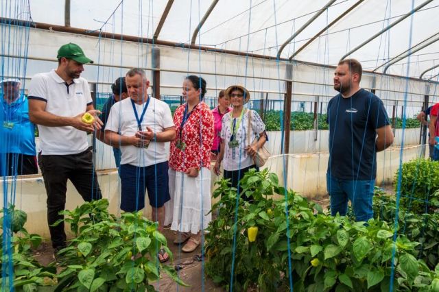 Prezentare hibrizi de ardei Syngenta