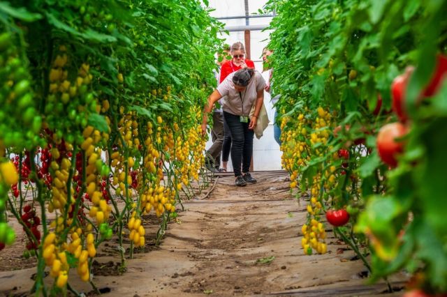 Hibrizi de tomate Syngenta la Ferma Marcoser